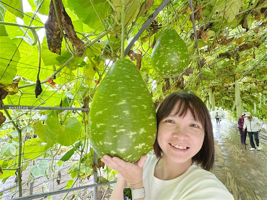 新北淡水。淡水南瓜隧道&屯山阿嬤的農作,宛如小型南瓜博物館,各式各樣從可愛小巧到巨大等你拍照打卡 @雯雯的玩樂地圖 新北淡水。淡水南瓜隧道&屯山阿嬤的農作,宛如小型南瓜博物館,各式各樣從可愛小巧到巨大等你拍照打卡 @雯雯的玩樂地圖