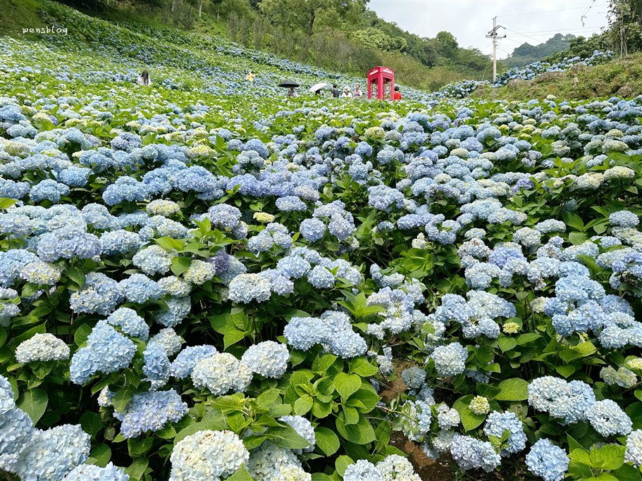 台中新社。沐心泉休閒農場，初夏限定~滿山滿谷的繡球花海，黃澄澄的金針花，直接拍好拍滿 @雯雯的玩樂地圖