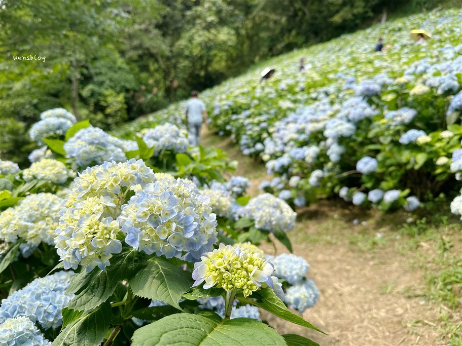 台中新社。沐心泉休閒農場，初夏限定~滿山滿谷的繡球花海，黃澄澄的金針花，直接拍好拍滿 @雯雯的玩樂地圖