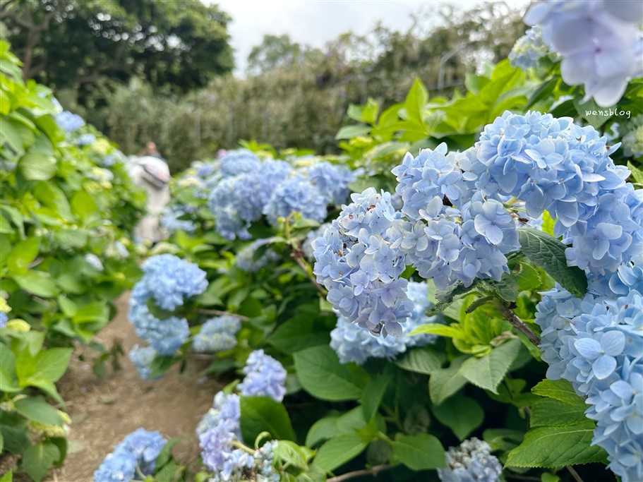 台中新社。沐心泉休閒農場，初夏限定~滿山滿谷的繡球花海，黃澄澄的金針花，直接拍好拍滿 @雯雯的玩樂地圖
