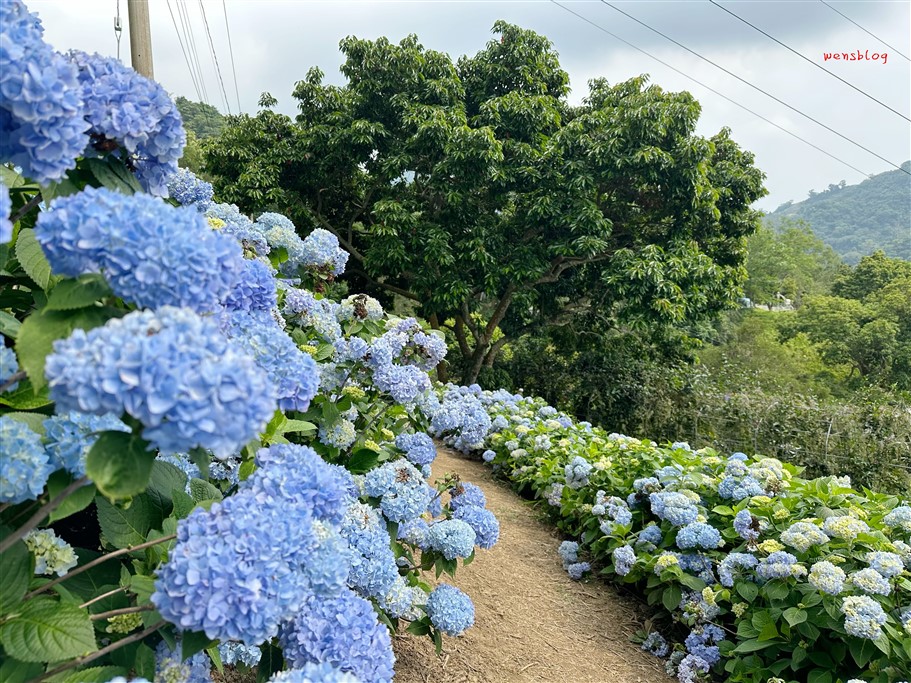 台中新社。沐心泉休閒農場，初夏限定~滿山滿谷的繡球花海，黃澄澄的金針花，直接拍好拍滿 @雯雯的玩樂地圖