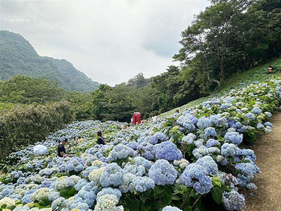 台中新社。沐心泉休閒農場，初夏限定~滿山滿谷的繡球花海，黃澄澄的金針花，直接拍好拍滿 @雯雯的玩樂地圖