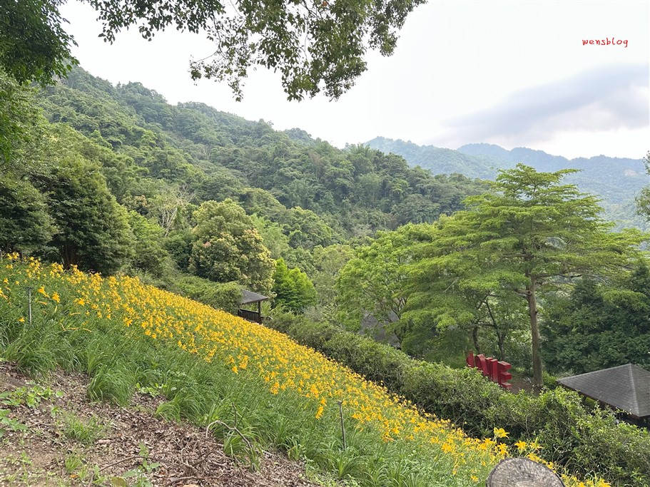 台中新社。沐心泉休閒農場，初夏限定~滿山滿谷的繡球花海，黃澄澄的金針花，直接拍好拍滿 @雯雯的玩樂地圖