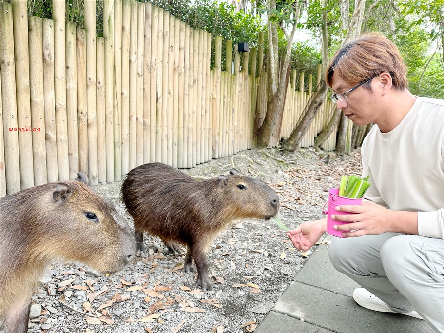 宜蘭冬山。水岸森林物語可愛動物園區，超過15種以上動物，近距離體驗互動餵食各種動物 @雯雯的玩樂地圖
