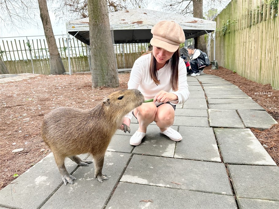 宜蘭冬山。水岸森林物語可愛動物園區,超過15種以上動物,近距離體驗互動餵食各種動物 @雯雯的玩樂地圖 宜蘭冬山。水岸森林物語可愛動物園區,超過15種以上動物,近距離體驗互動餵食各種動物 @雯雯的玩樂地圖