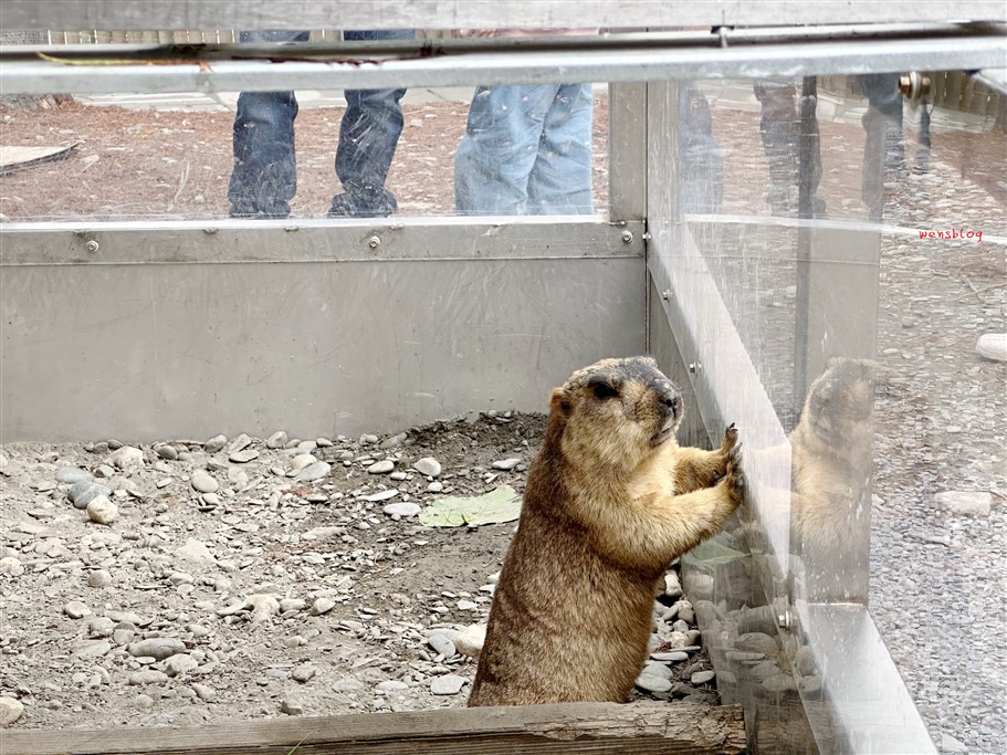 宜蘭冬山。水岸森林物語可愛動物園區,超過15種以上動物,近距離體驗互動餵食各種動物 @雯雯的玩樂地圖 宜蘭冬山。水岸森林物語可愛動物園區,超過15種以上動物,近距離體驗互動餵食各種動物 @雯雯的玩樂地圖