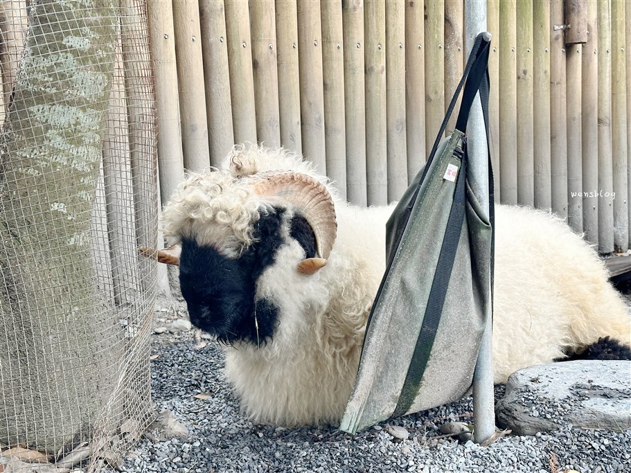 宜蘭冬山。水岸森林物語可愛動物園區,超過15種以上動物,近距離體驗互動餵食各種動物 @雯雯的玩樂地圖 宜蘭冬山。水岸森林物語可愛動物園區,超過15種以上動物,近距離體驗互動餵食各種動物 @雯雯的玩樂地圖