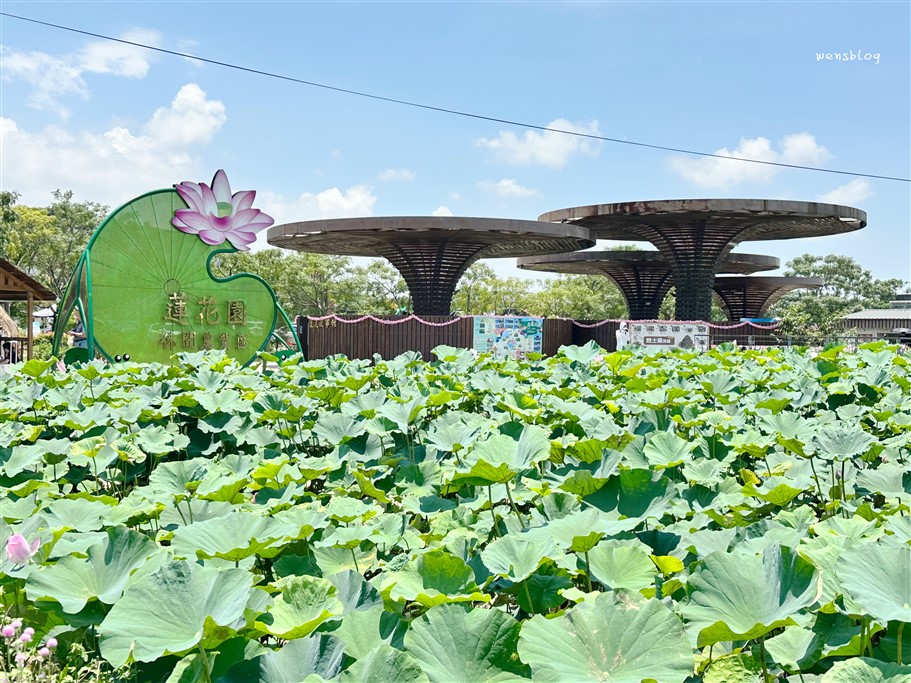 桃園觀音。2026桃園蓮花季,7/4~8/30開跑,賞花之餘還能體驗乘坐在大王蓮上輕功水上漂的感覺 @雯雯的玩樂地圖 桃園觀音。2026桃園蓮花季,7/4~8/30開跑,賞花之餘還能體驗乘坐在大王蓮上輕功水上漂的感覺 @雯雯的玩樂地圖