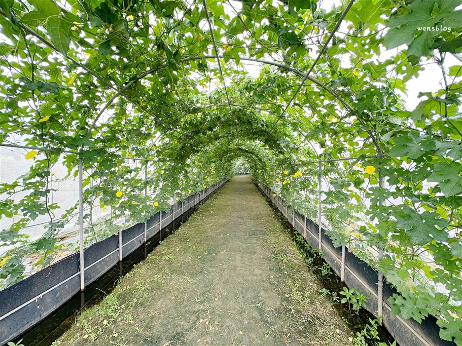 桃園觀音。2026桃園蓮花季，7/4~8/30開跑，賞花之餘還能體驗乘坐在大王蓮上輕功水上漂的感覺 @雯雯的玩樂地圖