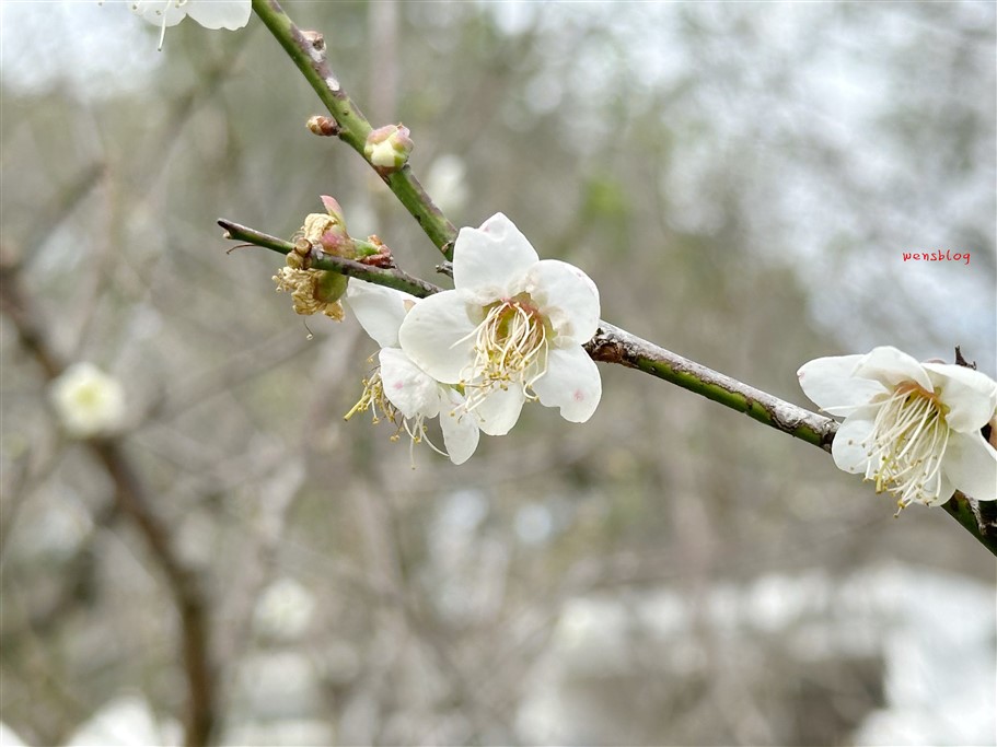 桃園復興。角板山一日遊~吃美食、逛公園、角板山行館，還有超神祕的戰備隧道 @雯雯的玩樂地圖