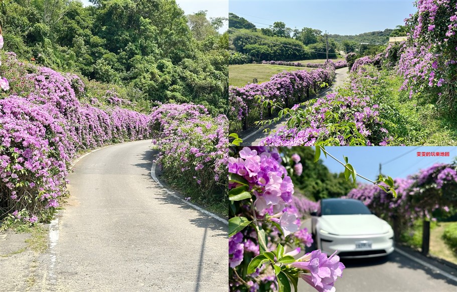苗栗通霄。通霄蒜香藤步道,季節限定,夢幻紫色花瀑 @雯雯的玩樂地圖 苗栗通霄。通霄蒜香藤步道,季節限定,夢幻紫色花瀑 @雯雯的玩樂地圖