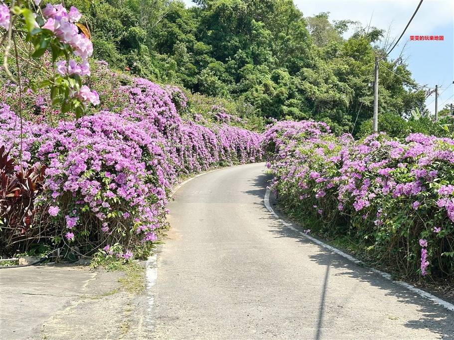 苗栗通霄。通霄蒜香藤步道,季節限定,夢幻紫色花瀑 @雯雯的玩樂地圖 苗栗通霄。通霄蒜香藤步道,季節限定,夢幻紫色花瀑 @雯雯的玩樂地圖