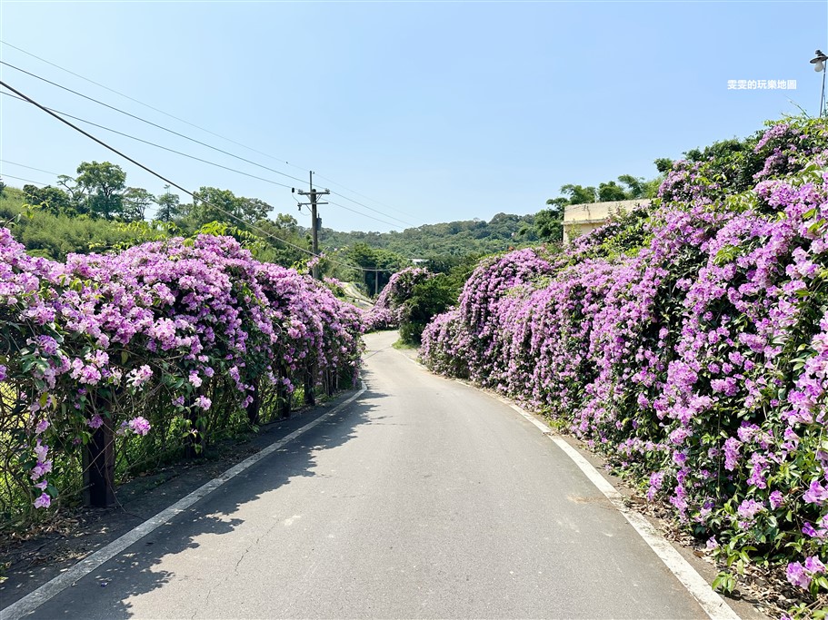 苗栗通霄。通霄蒜香藤步道，季節限定，夢幻紫色花瀑 @雯雯的玩樂地圖