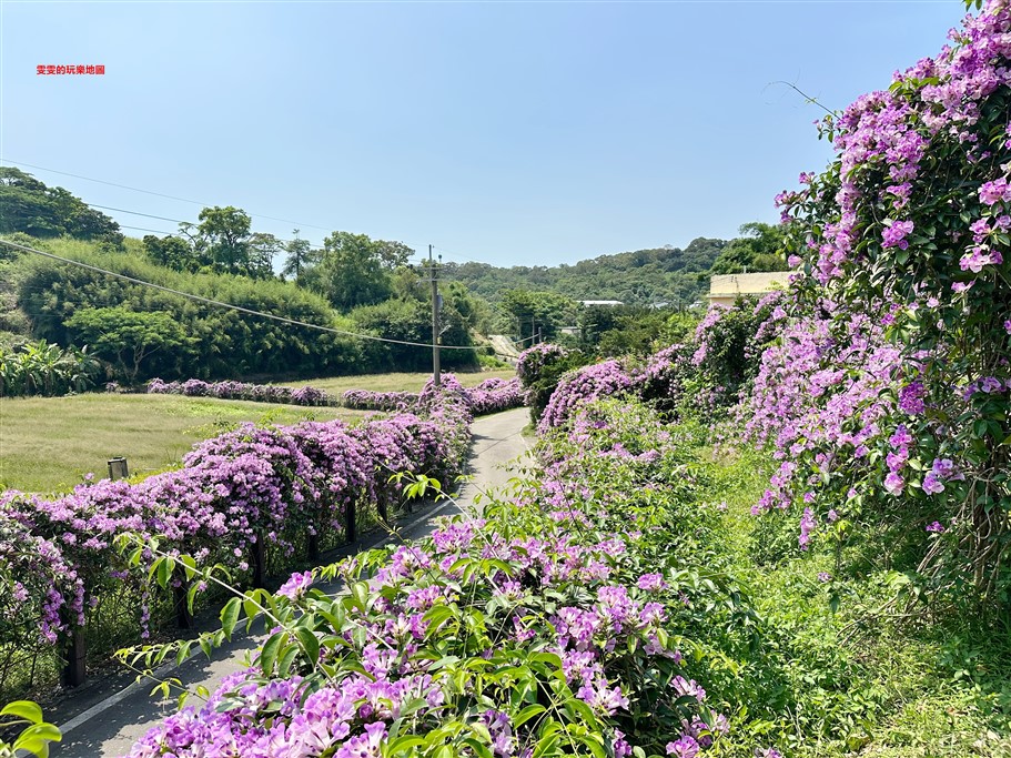 苗栗通霄。通霄蒜香藤步道,季節限定,夢幻紫色花瀑 @雯雯的玩樂地圖 苗栗通霄。通霄蒜香藤步道,季節限定,夢幻紫色花瀑 @雯雯的玩樂地圖