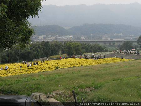 [苗栗銅鑼]2011季節限定版的苗栗杭菊 @雯雯的玩樂地圖