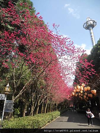 玩_2011九族文化村櫻花季來囉 @雯雯的玩樂地圖