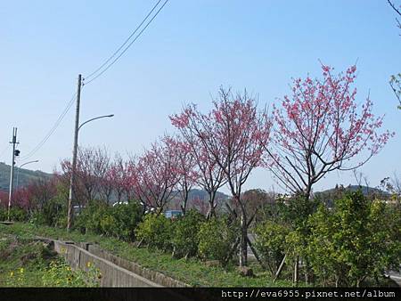 看_南庄老街路邊賞花區粉紅櫻花+向日葵 @雯雯的玩樂地圖