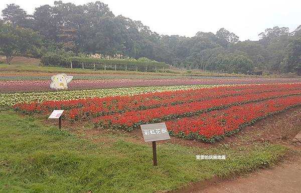 [桃園大溪]大溪花海農場~藏在花海中,有熊出沒/桃園旅遊/大溪旅遊景點/大溪慈湖/親子同遊/方便停車 @雯雯的玩樂地圖