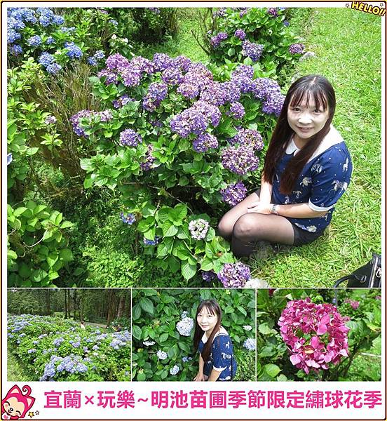 [宜蘭大同]明池苗圃季節限定繡球花花季~初夏限定繡球花開,遠的要命的秘境,完全不用人擠人可以拍得很開心/宜蘭旅遊/明池山莊/明池森林遊樂區/方便停車 @雯雯的玩樂地圖