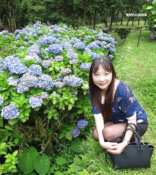 [宜蘭大同]明池苗圃季節限定繡球花花季~初夏限定繡球花開,遠的要命的秘境,完全不用人擠人可以拍得很開心/宜蘭旅遊/明池山莊/明池森林遊樂區/方便停車 @雯雯的玩樂地圖