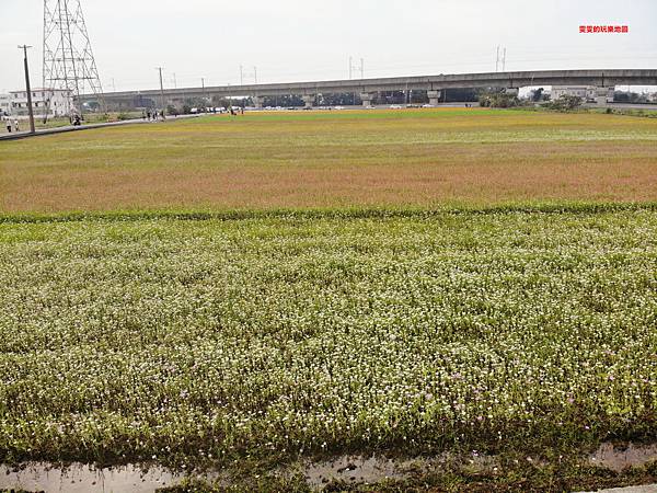 桃園楊梅景點。2018桃園花彩節楊梅場，漸層色帶花田、如薰衣草般夢幻仙草花田必拍 @雯雯的玩樂地圖