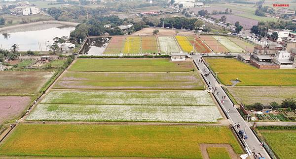 桃園楊梅景點。2018桃園花彩節楊梅場，漸層色帶花田、如薰衣草般夢幻仙草花田必拍 @雯雯的玩樂地圖