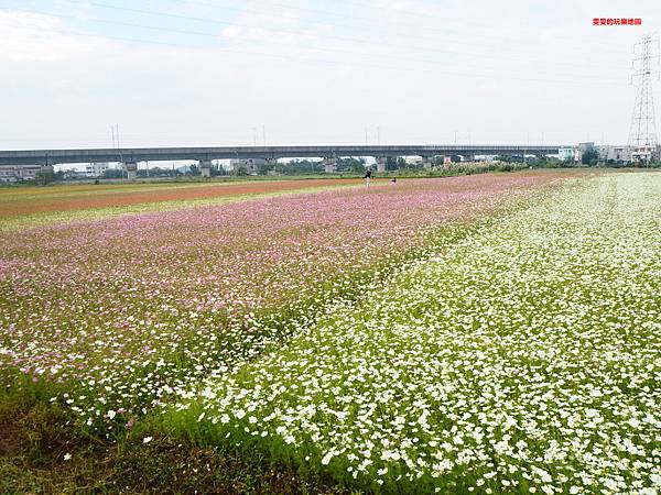 桃園楊梅景點。2018桃園花彩節楊梅場，漸層色帶花田、如薰衣草般夢幻仙草花田必拍 @雯雯的玩樂地圖