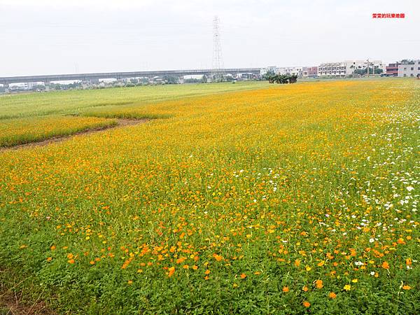 桃園楊梅景點。2018桃園花彩節楊梅場，漸層色帶花田、如薰衣草般夢幻仙草花田必拍 @雯雯的玩樂地圖