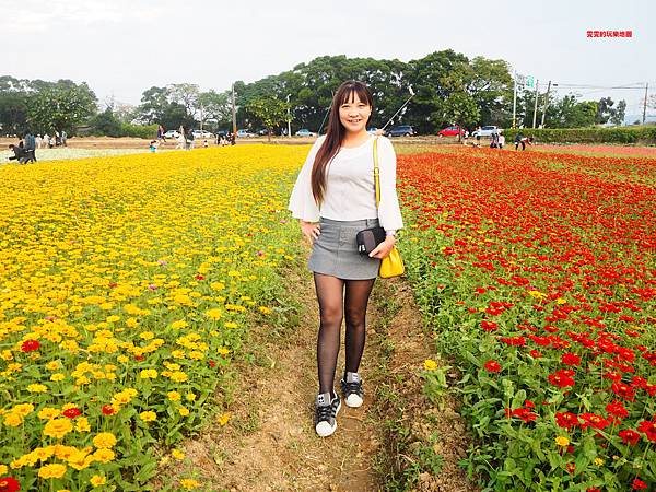 桃園楊梅景點。2018桃園花彩節楊梅場，漸層色帶花田、如薰衣草般夢幻仙草花田必拍 @雯雯的玩樂地圖