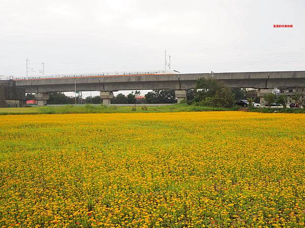 桃園楊梅景點。2018桃園花彩節楊梅場，漸層色帶花田、如薰衣草般夢幻仙草花田必拍 @雯雯的玩樂地圖