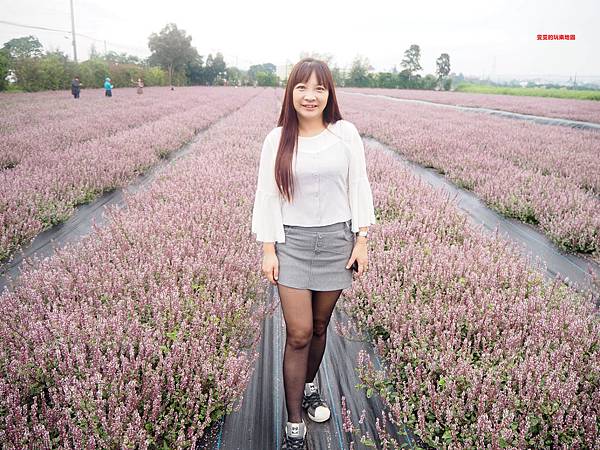 桃園楊梅景點。2018桃園花彩節楊梅場，漸層色帶花田、如薰衣草般夢幻仙草花田必拍 @雯雯的玩樂地圖