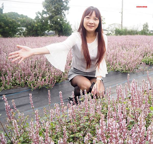 桃園楊梅景點。2018桃園花彩節楊梅場，漸層色帶花田、如薰衣草般夢幻仙草花田必拍 @雯雯的玩樂地圖