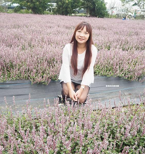 桃園楊梅景點。2018桃園花彩節楊梅場，漸層色帶花田、如薰衣草般夢幻仙草花田必拍 @雯雯的玩樂地圖