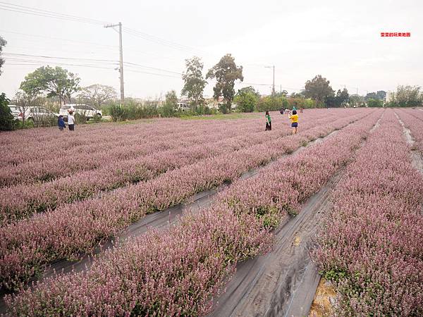 桃園楊梅景點。2018桃園花彩節楊梅場，漸層色帶花田、如薰衣草般夢幻仙草花田必拍 @雯雯的玩樂地圖