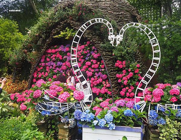 苗栗卓蘭景點。花露休閒農場，繡球花盛開中，繽紛色彩好美麗,網美們必來拍照景點 @雯雯的玩樂地圖