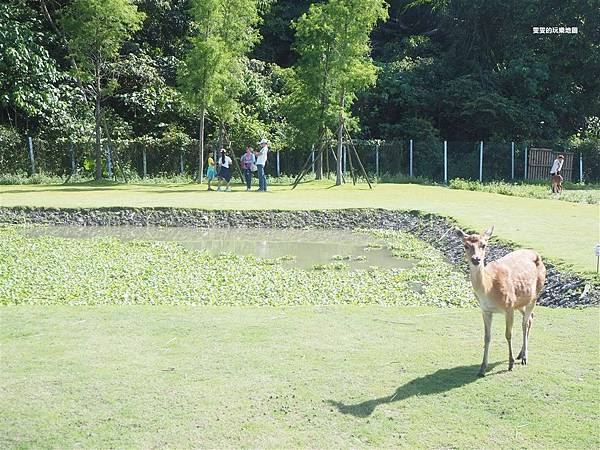 宜蘭冬山景點。斑比山丘，宜蘭最新最萌的人氣景點，不用飛日本也能近距離體驗梅花鹿的可愛之處 @雯雯的玩樂地圖