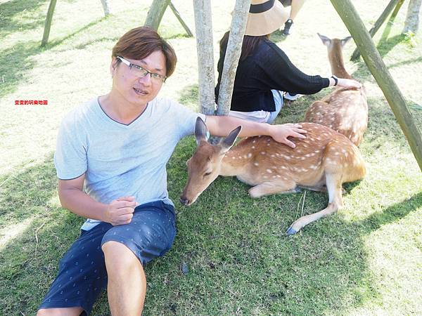 宜蘭冬山景點。斑比山丘，宜蘭最新最萌的人氣景點，不用飛日本也能近距離體驗梅花鹿的可愛之處 @雯雯的玩樂地圖