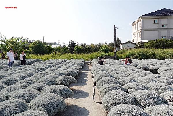 彰化景點。建華芙蓉園，波波草再進化，銀白色一片，宛若下雪般 @雯雯的玩樂地圖