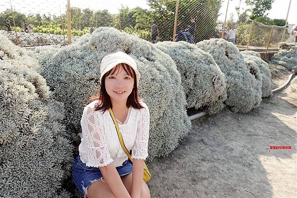 彰化景點。建華芙蓉園，波波草再進化，銀白色一片，宛若下雪般 @雯雯的玩樂地圖