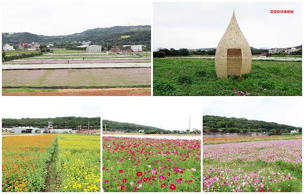 桃園景點。2020桃園花彩節楊梅場,漸層色帶花田,花海綻放繽紛登場 @雯雯的玩樂地圖