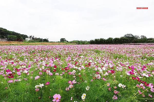 桃園景點。2020桃園花彩節楊梅場,漸層色帶花田,花海綻放繽紛登場 @雯雯的玩樂地圖