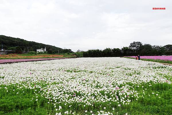 桃園景點。2020桃園花彩節楊梅場,漸層色帶花田,花海綻放繽紛登場 @雯雯的玩樂地圖