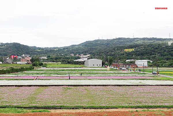 桃園景點。2020桃園花彩節楊梅場,漸層色帶花田,花海綻放繽紛登場 @雯雯的玩樂地圖