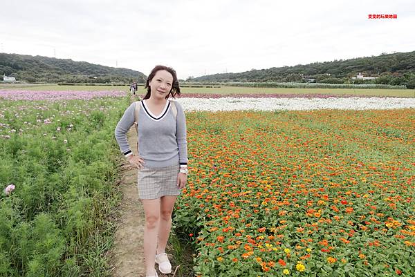 桃園景點。2020桃園花彩節楊梅場,漸層色帶花田,花海綻放繽紛登場 @雯雯的玩樂地圖