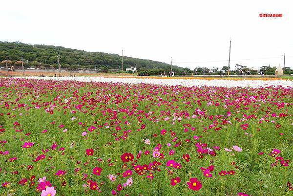 桃園景點。2020桃園花彩節楊梅場,漸層色帶花田,花海綻放繽紛登場 @雯雯的玩樂地圖