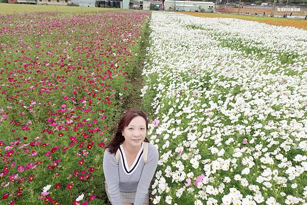 桃園景點。2020桃園花彩節楊梅場,漸層色帶花田,花海綻放繽紛登場 @雯雯的玩樂地圖