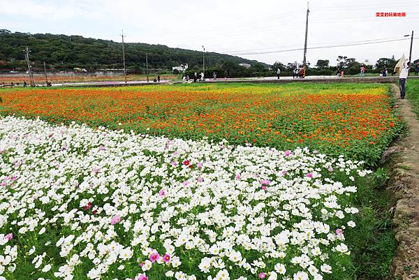 桃園景點。2020桃園花彩節楊梅場,漸層色帶花田,花海綻放繽紛登場 @雯雯的玩樂地圖