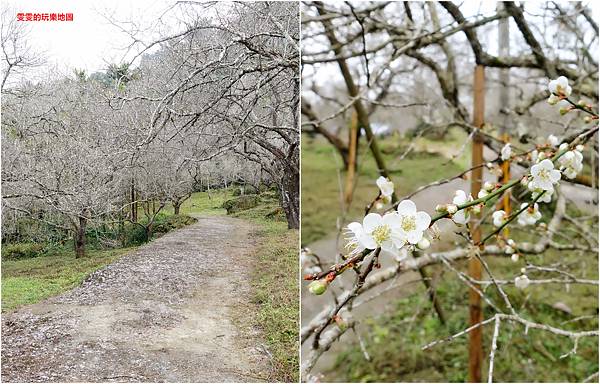 南投中寮。劉家梅園,賞梅新去處,冬季限定美景 @雯雯的玩樂地圖