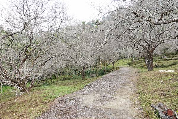 南投中寮。劉家梅園,賞梅新去處,冬季限定美景 @雯雯的玩樂地圖