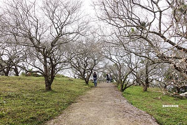 南投中寮。劉家梅園,賞梅新去處,冬季限定美景 @雯雯的玩樂地圖